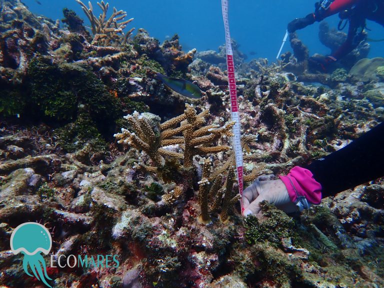 Restaurando arrecifes