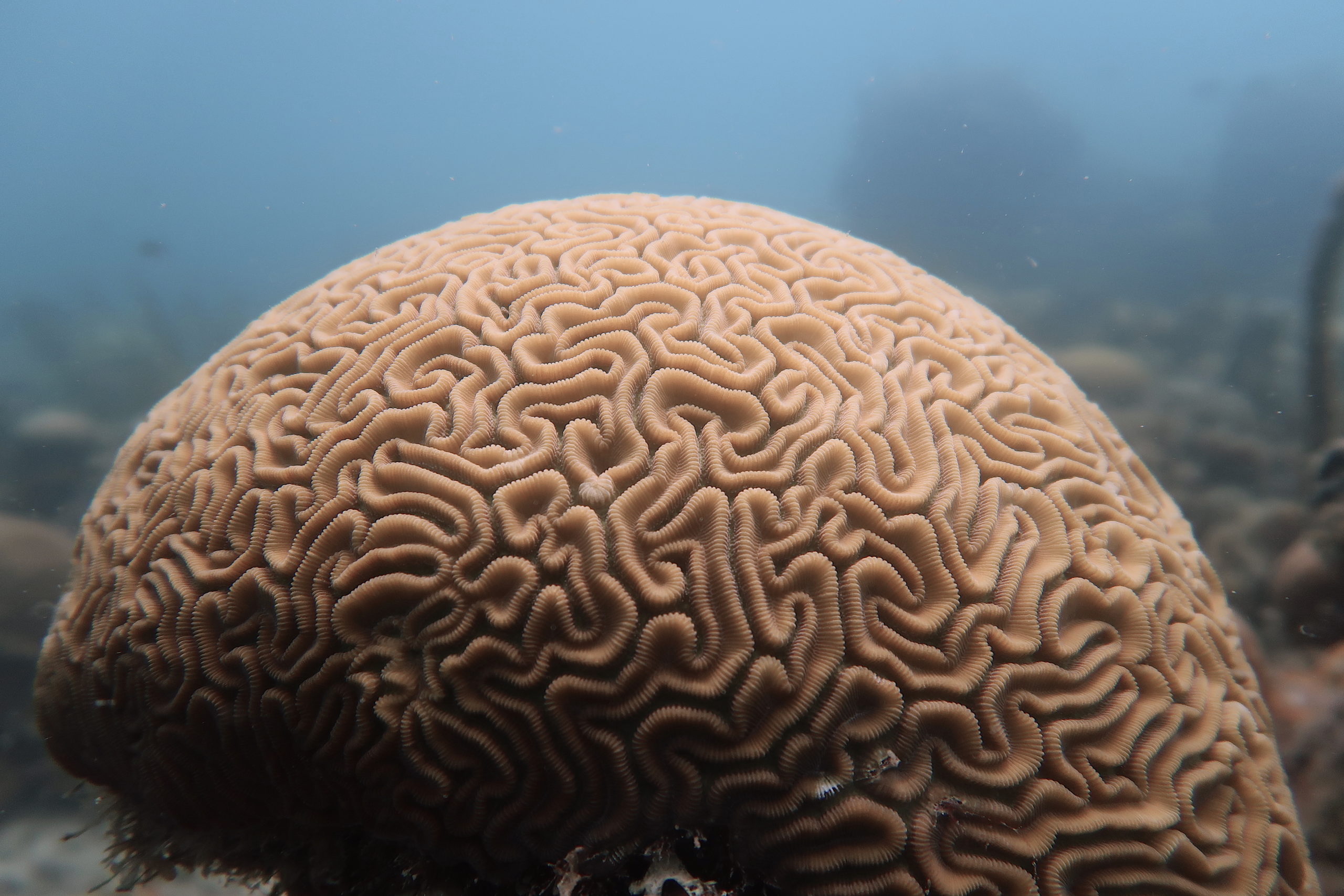 Coral Cerebro